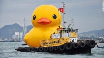 CNN Duck 1