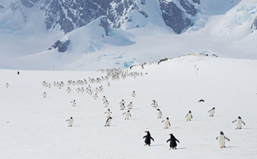 Penguin march
